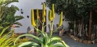 Amazing 3 bedroom, 1 bathroom Canarian farmhouse with seperate guest apartment in Guatiza - Guatiza - Property Picture 1